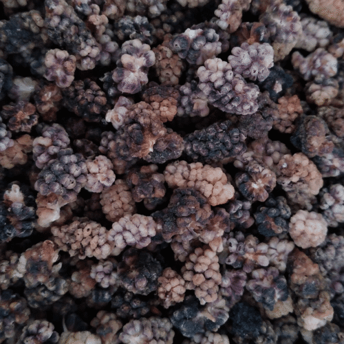 Mulberry (Black)  |  توت سیاه