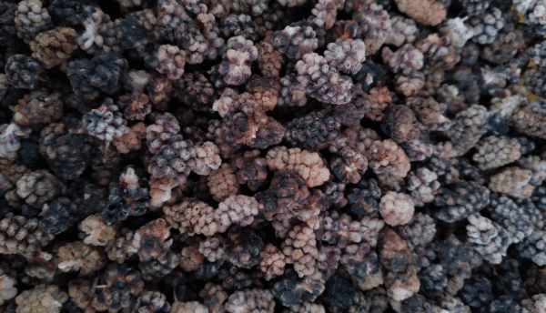 Mulberry (Black)  |  توت سیاه