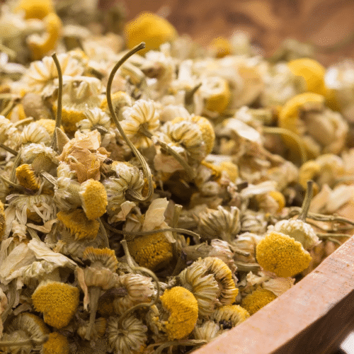Chamomile Chamomile