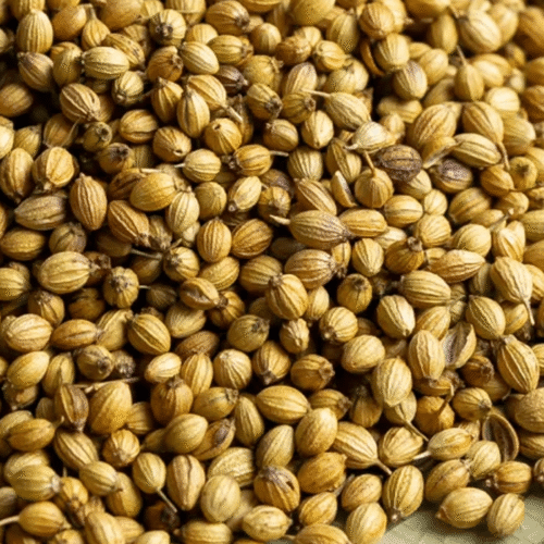 Coriander Seeds