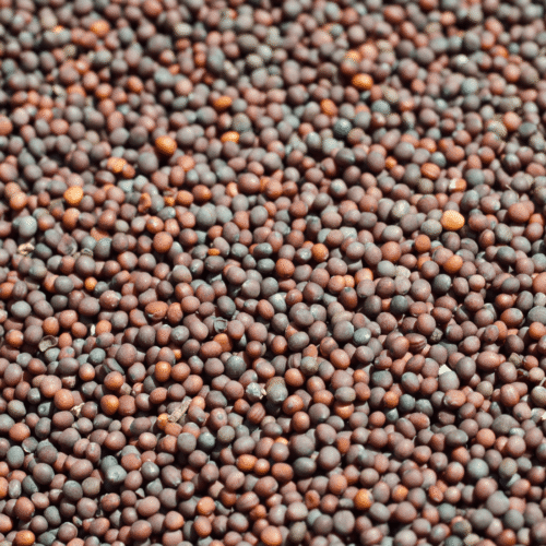 Mustard Seeds