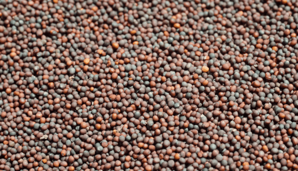 Mustard Seeds