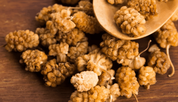White Mulberry (Khodi)  |  توت سفید
